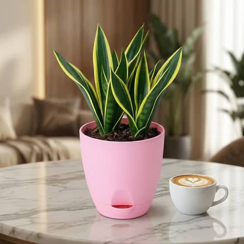 Sansevieria Plant
