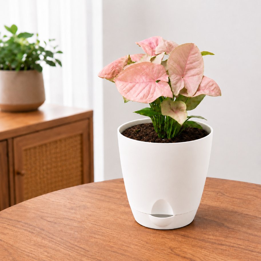 Syngonium Pink Plant