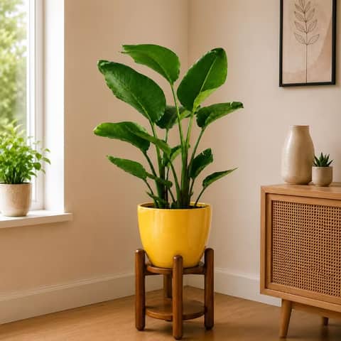 Bird of Paradise plant -XL