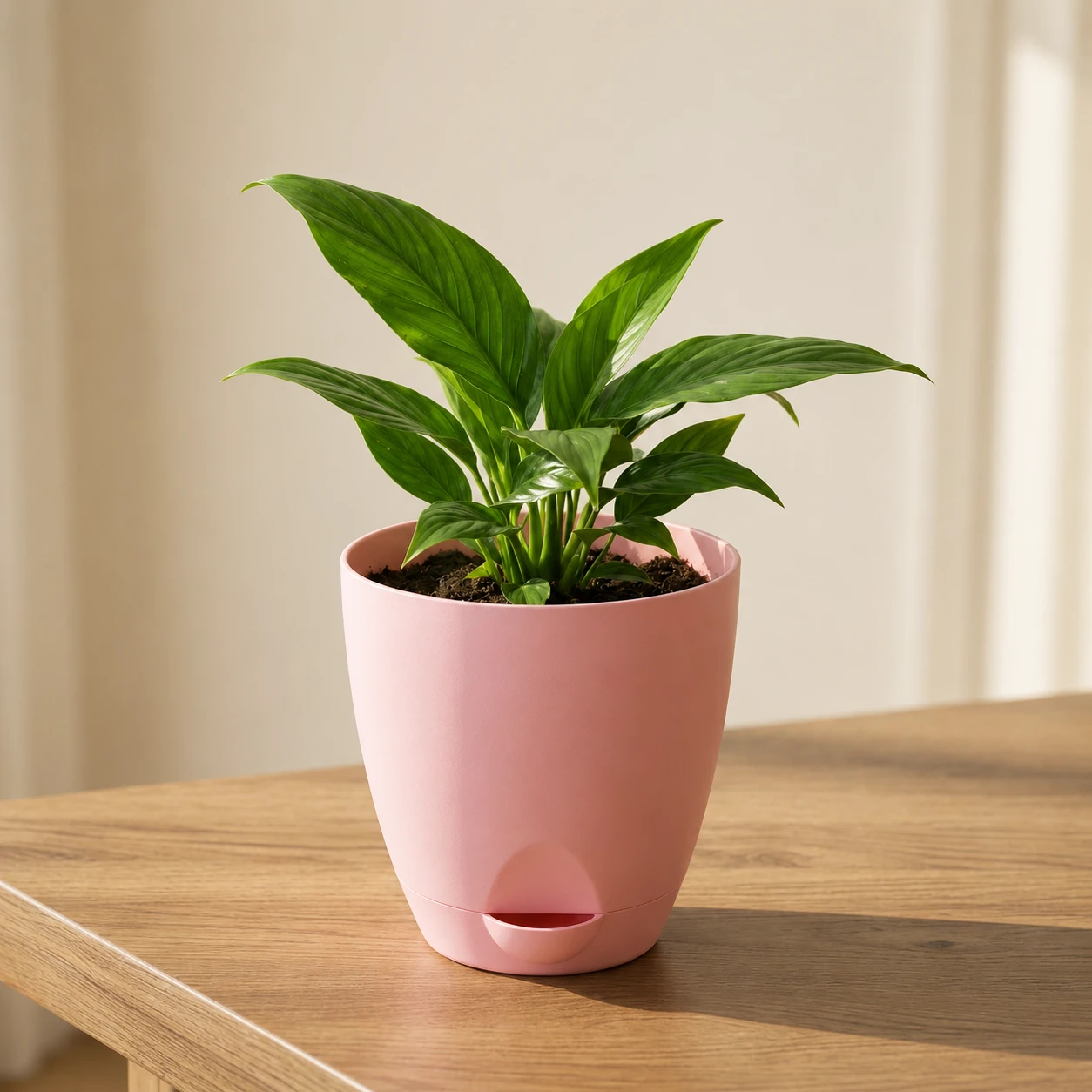 Peace Lily Plant