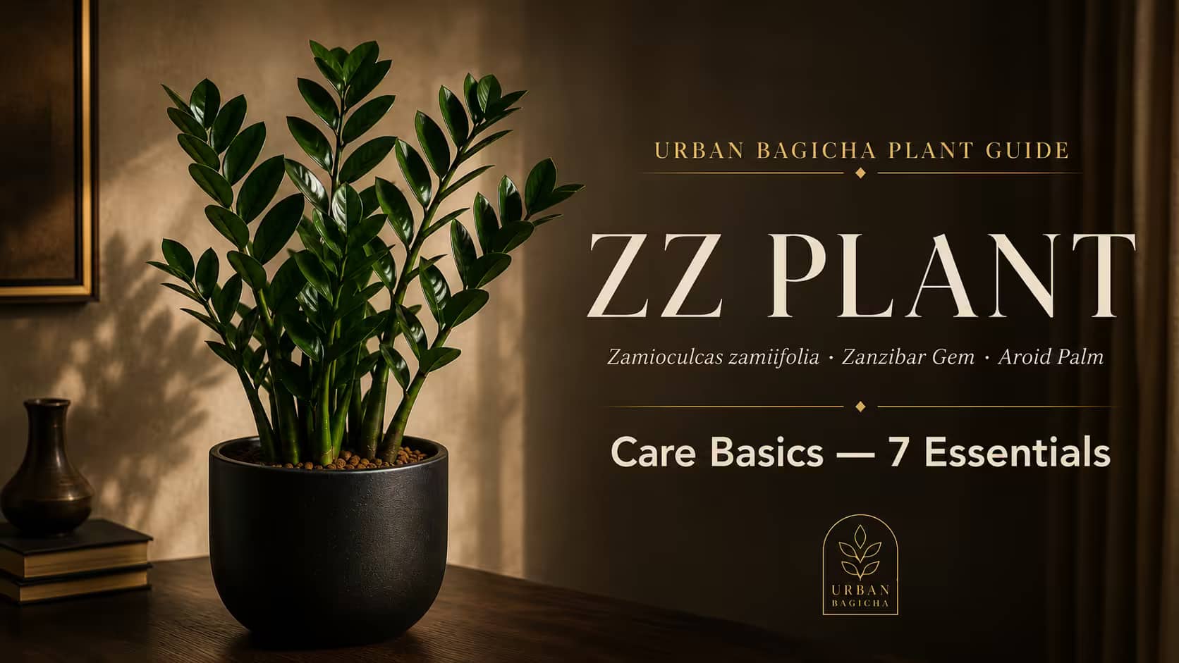 ZZ Plant Care
