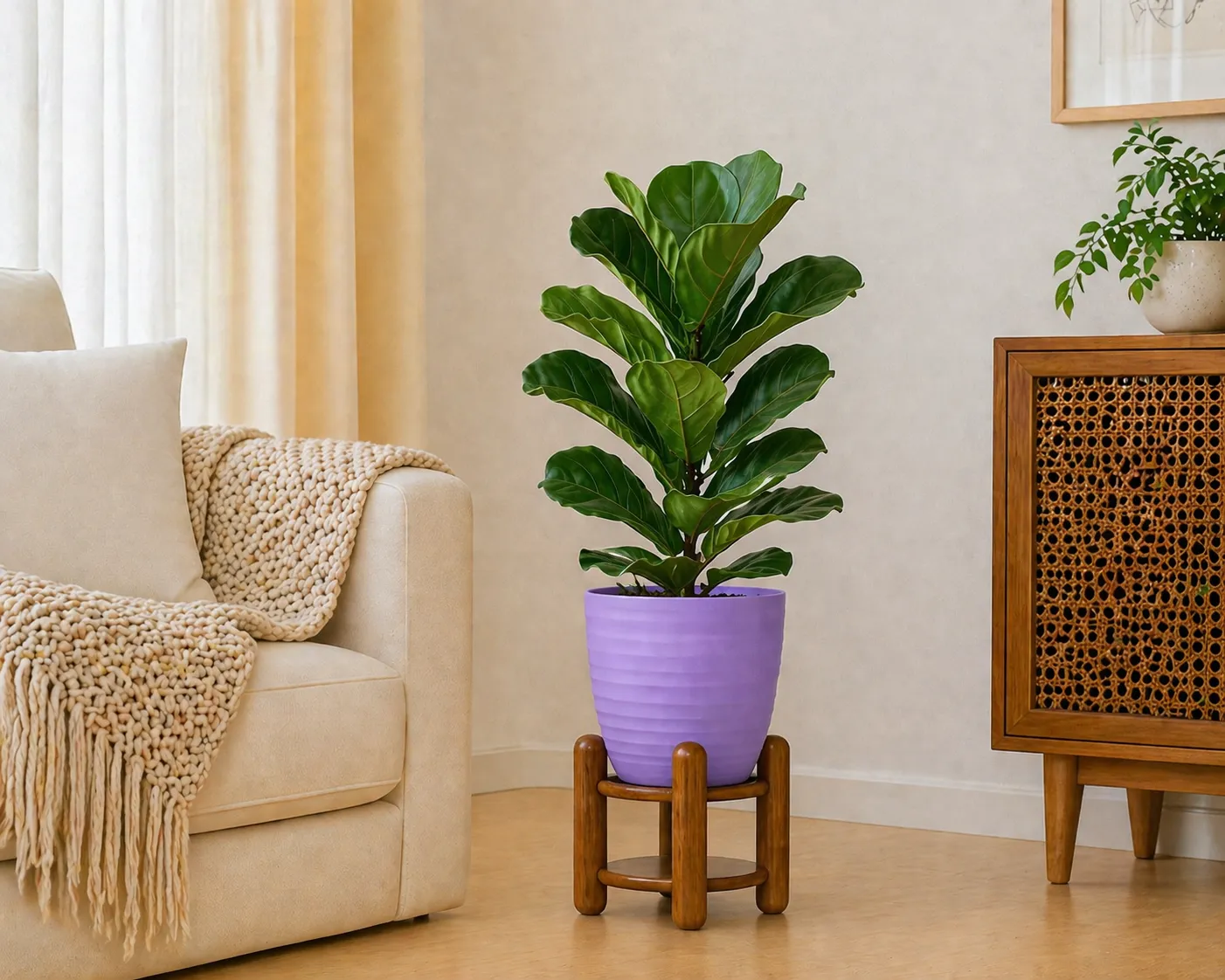 Fiddle Fig -Large