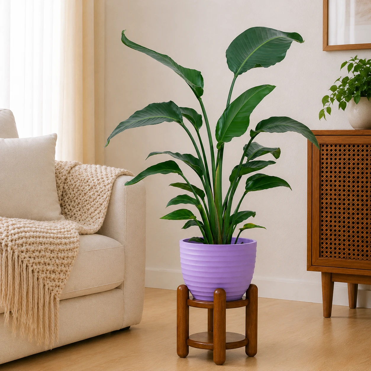 Bird Of Paradise Plant - Large