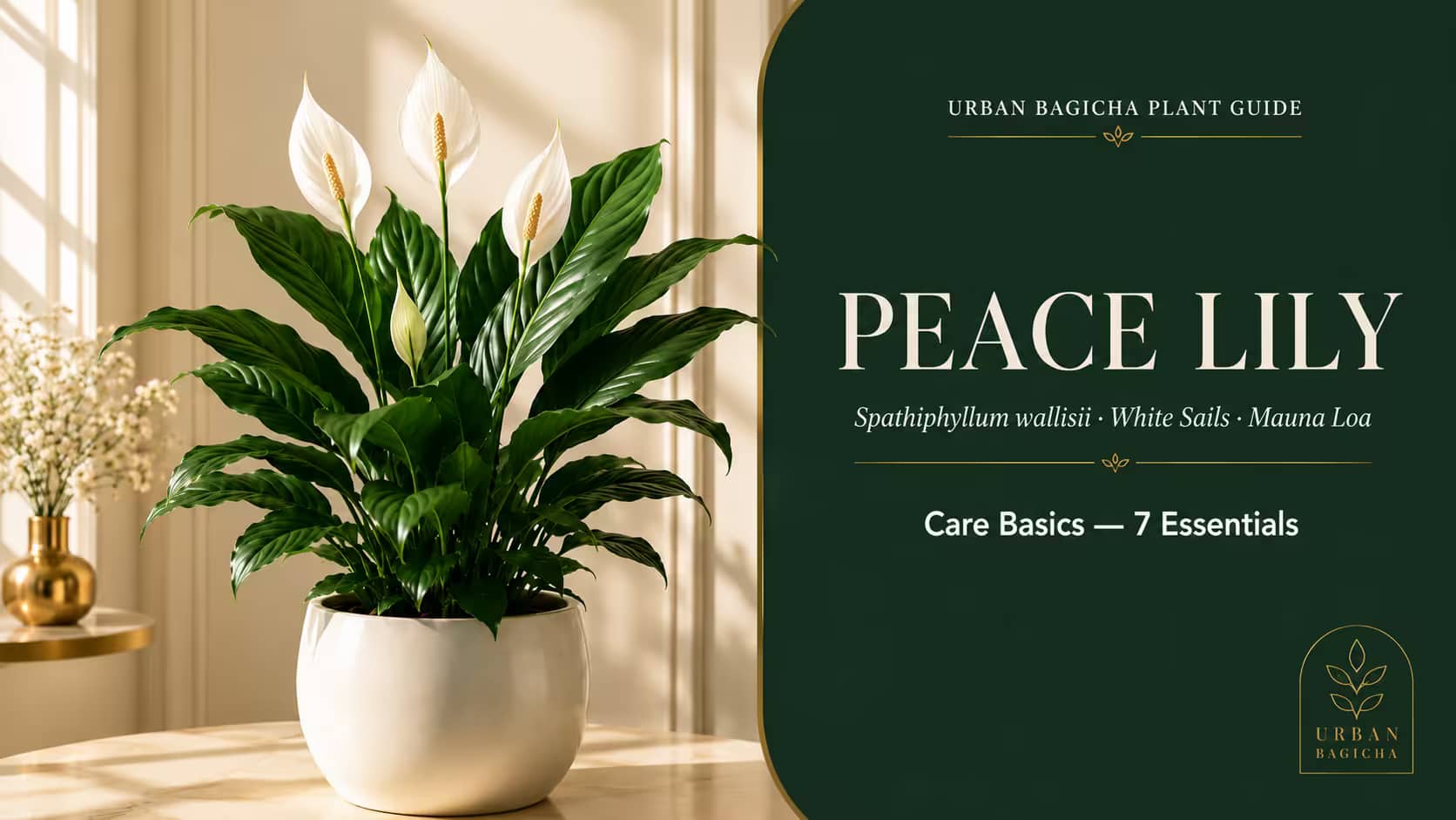 Peace Lily Plant Care