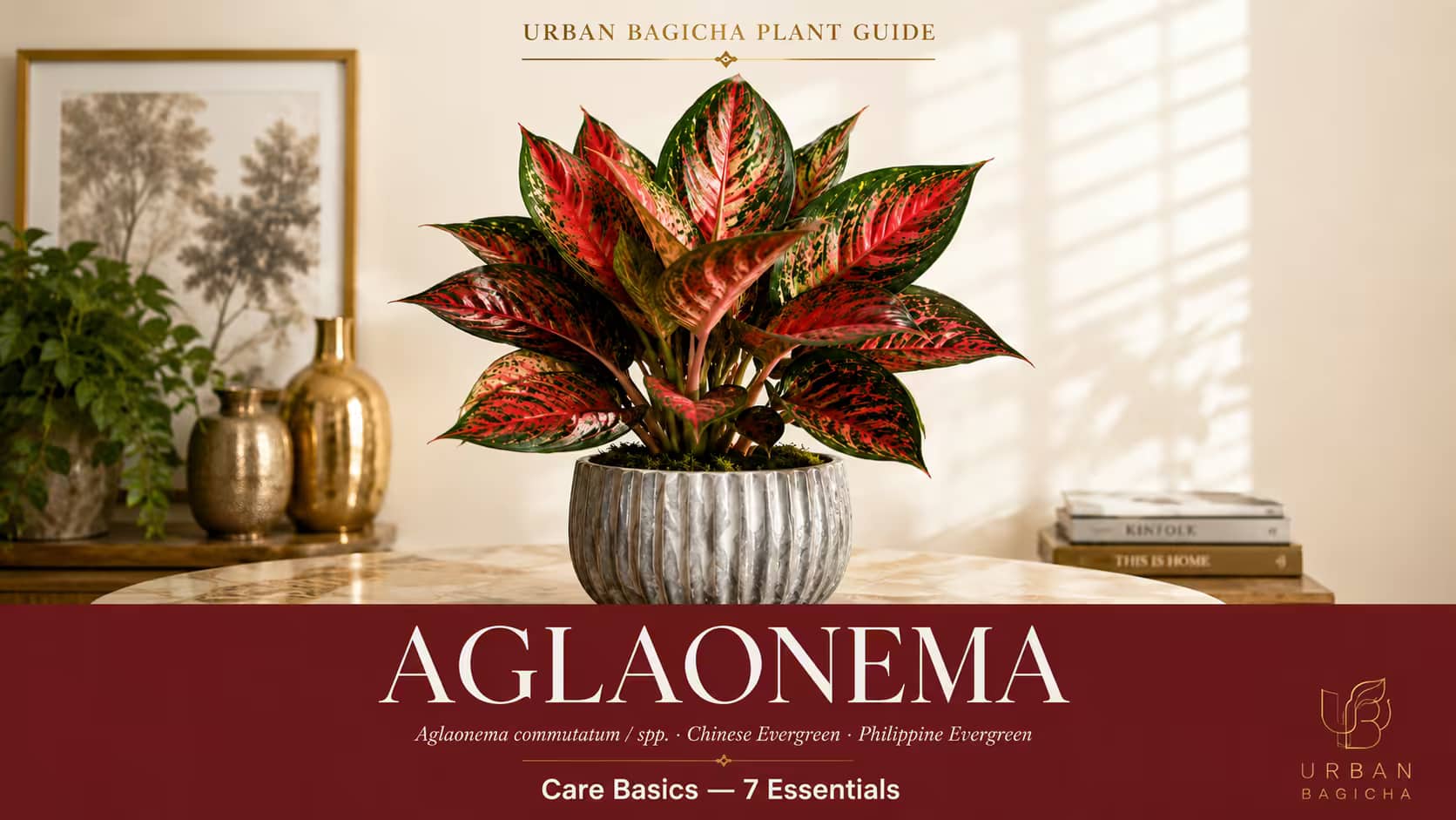 Aglaonema Plant Care