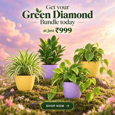 Green Diamond Bundle