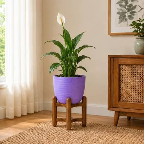 Peace Lily - Large