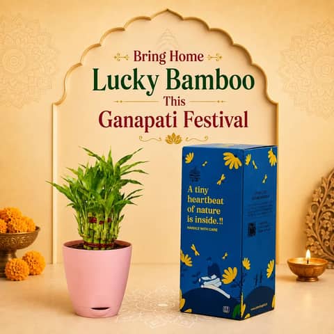 Premium Bamboo plant