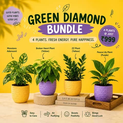 Green Diamond Bundle