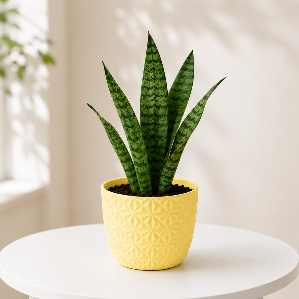 Sansevieria Green Plant