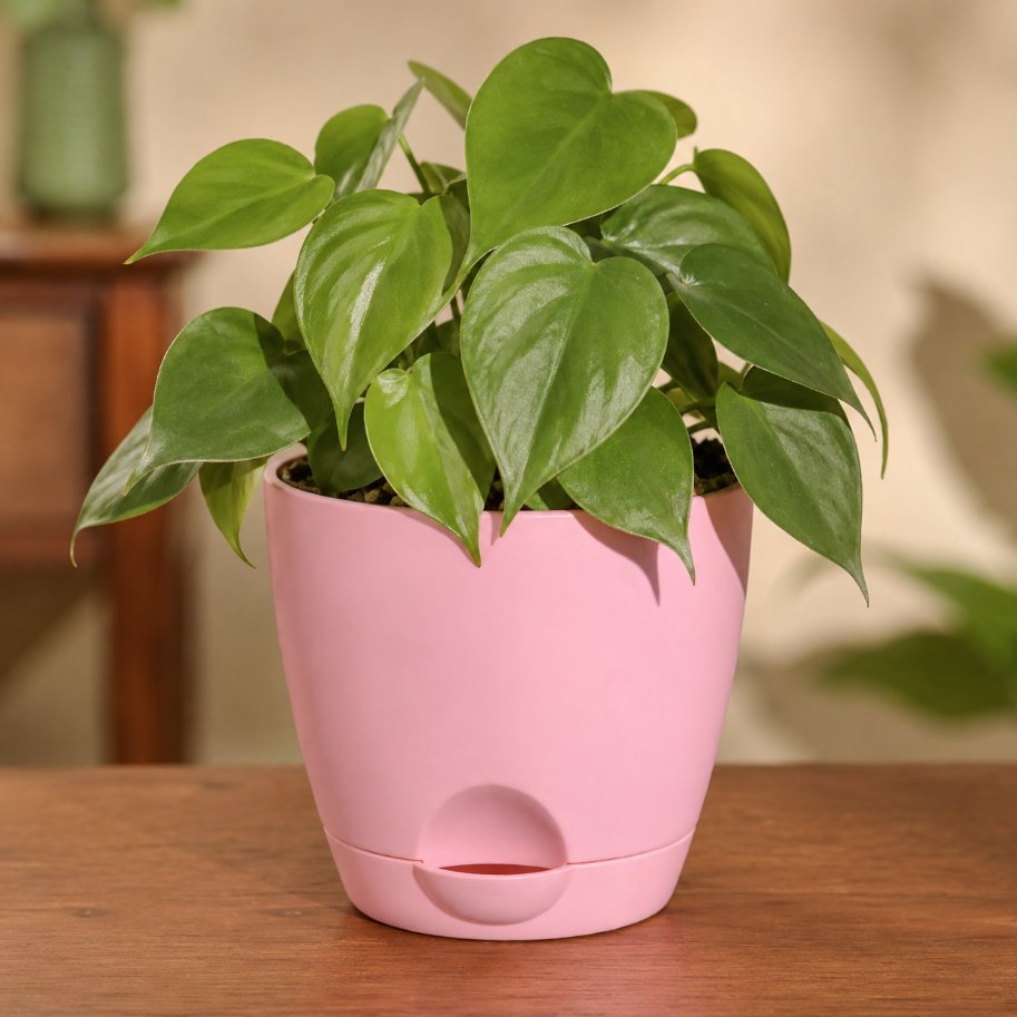 Philodendron Oxycardium Green Plant