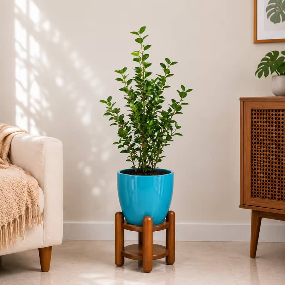 Ficus Moclame plant -XL