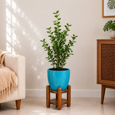 Ficus Moclame plant -XL