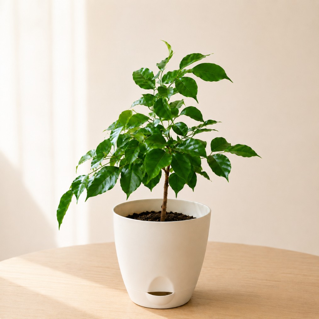 China Doll Plant