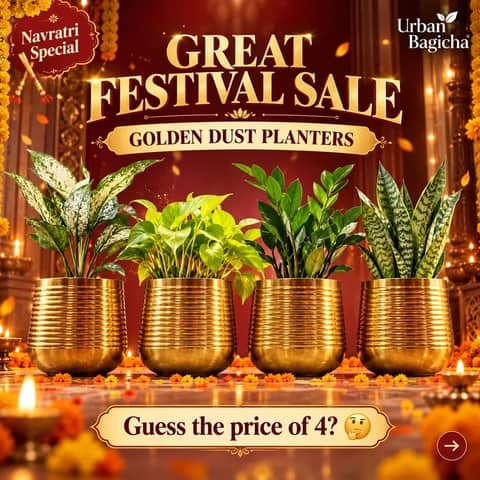 GREAT FESTIVAL SALE ✨ 4 Golden Dust Planters @ Just ₹2,999