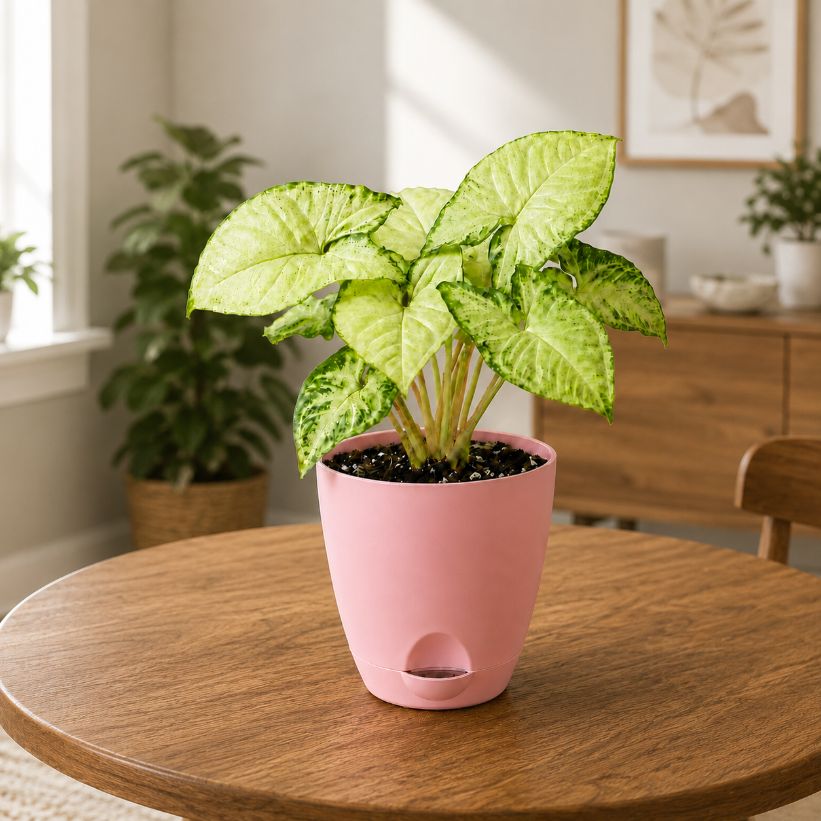 Syngonium White Butterfly Plant