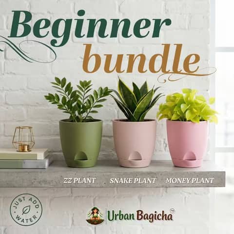 Beginner Bundle