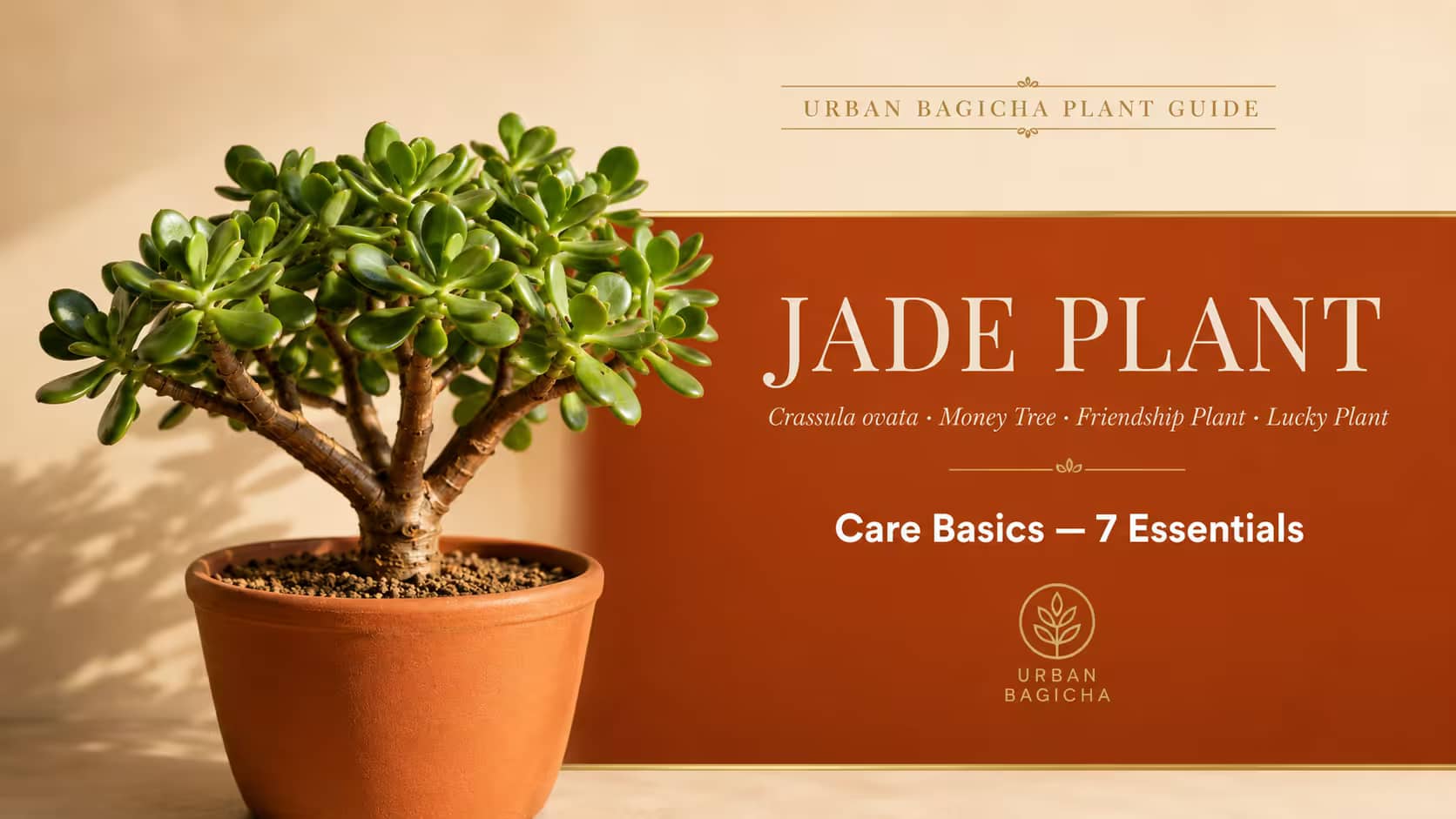 Jade Plant Care
