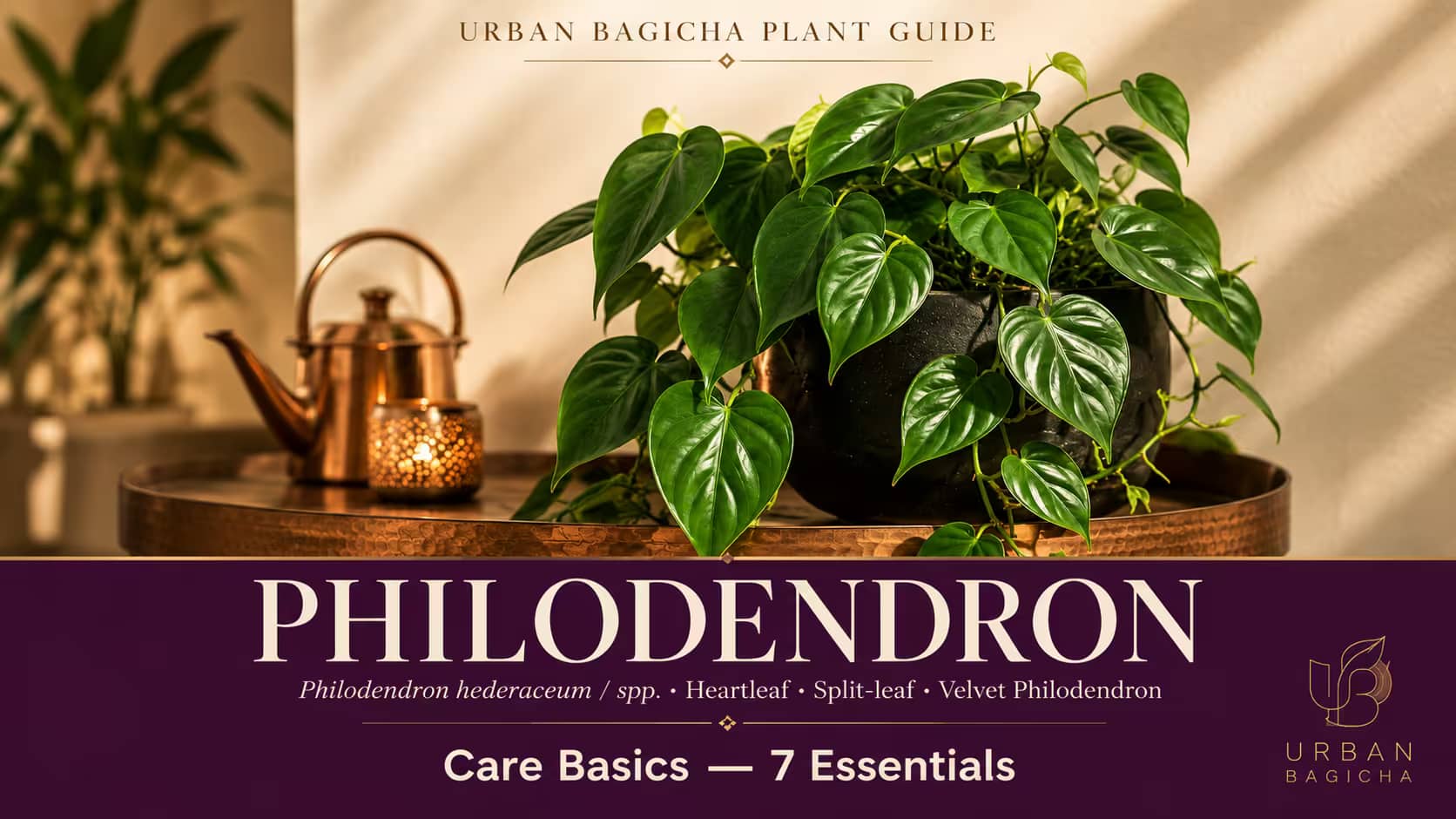 Philodendron Plant Care