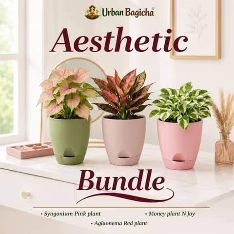 Aesthetic Bundle