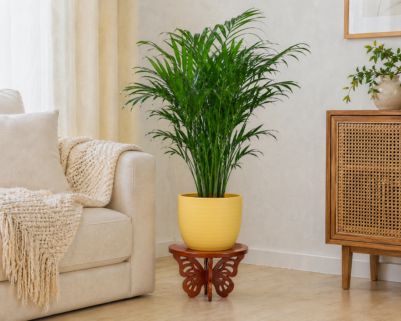 Areca Palm - Large
