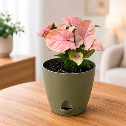 Syngonium Pink Plant