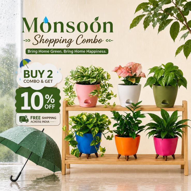 Monsoon Combo Bundle